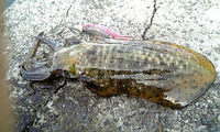 もいか釣り 2007/06/07 21:48:55