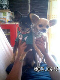愛犬 2007/06/12 23:03:19