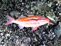 変な魚 2007/09/11 17:56:12