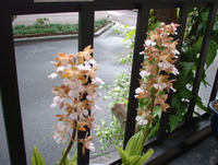 えびね 2007/04/16 21:09:53