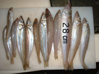 キス釣り 2007/05/13 08:34:58