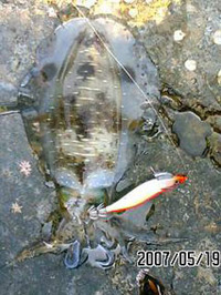 今日のモイカ 2007/05/19 21:51:53