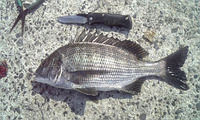 チヌ 2007/09/06 16:41:31