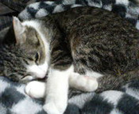 にこ　チャン 2007/06/04 19:32:43