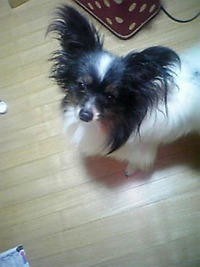 チェル君 2007/06/01 01:38:38