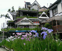 菖蒲 2007/06/14 18:12:47