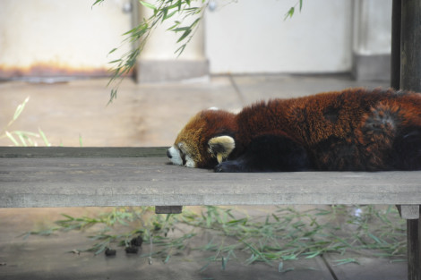 とってもちっちゃな動物園