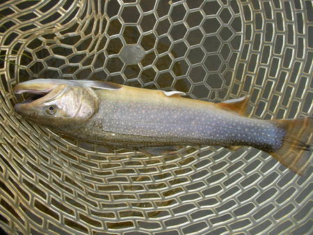 釣れても釣れなくても、釣りは楽し！！！