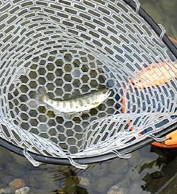 摂津峡　芥川鱒釣り場