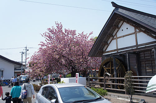 くりの木キャンプ場(2014-04-26)
