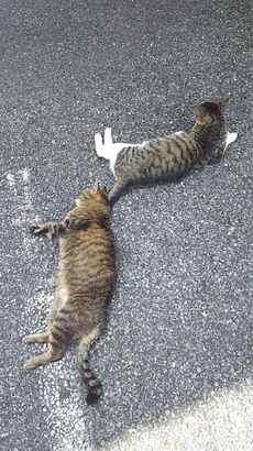 空前の猫ブーム？世界ネコ歩きでお馴染みの岩合氏のネコグッズ