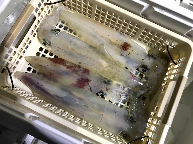 イカメタル緊急出撃！大人の夜遊び (≧∇≦)b