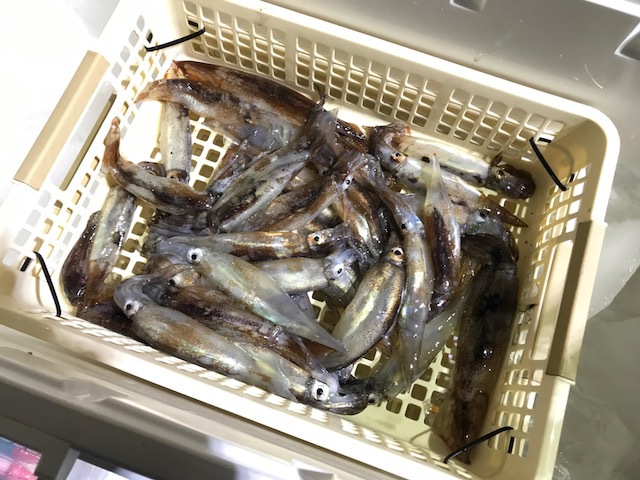 イカメタル緊急出撃！大人の夜遊び (≧∇≦)b