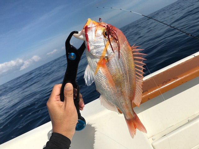 連日のタイラバ出撃！ in 敦賀沖
