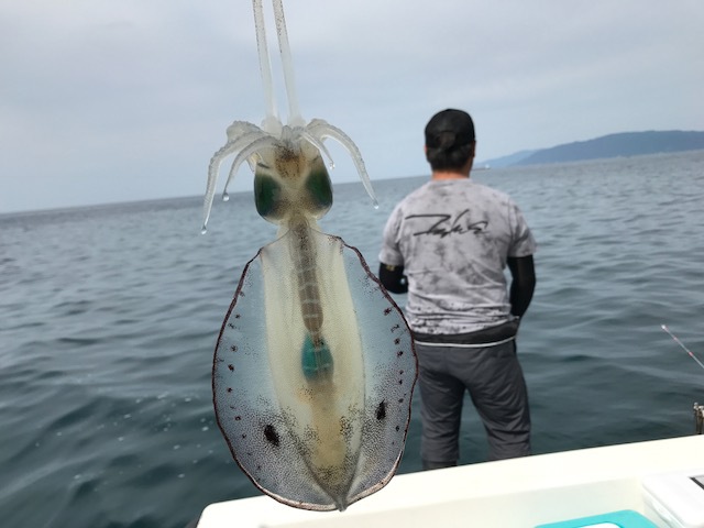 週末はエギング＆ティップラン出撃！