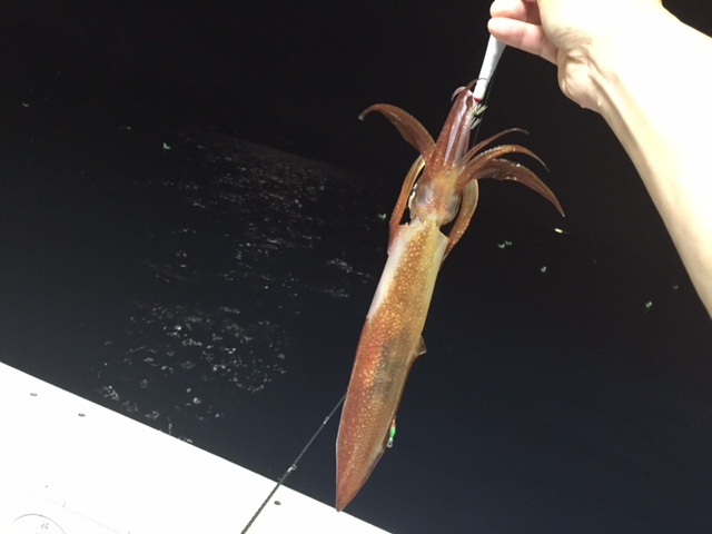 イカメタルで大人の夜遊び♪ in　ビッグフィンスクイッド