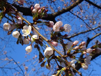 公園の桜が咲き始めました