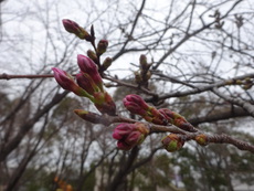 サクラ開花　まじか