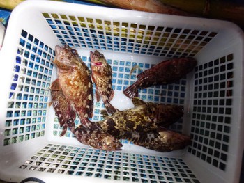 根魚釣り、再調査