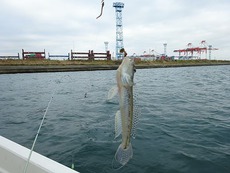 釣果料理、最高です！！