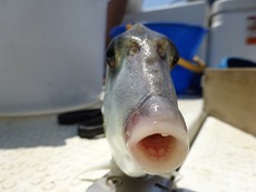 キスの型も良く、皆、ほぼ同数の釣果