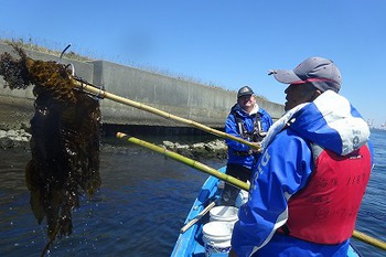 ワカメの茎、メカブはまだ大丈夫