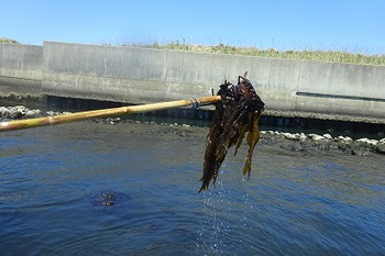 ワカメの茎、メカブはまだ大丈夫