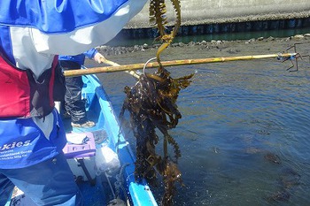 ワカメの茎、メカブはまだ大丈夫