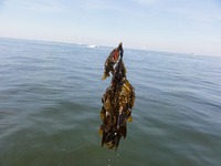 新舞子沖、出光、南浜、をシーバス調査