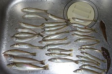 釣り魚の調理、最高！！