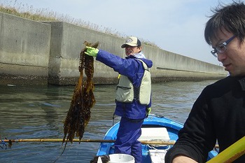 天然ワカメのメカブ、茎はまだ1～2週間はいけそうです