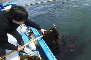 天然ワカメのメカブ、茎はまだ1～2週間はいけそうです