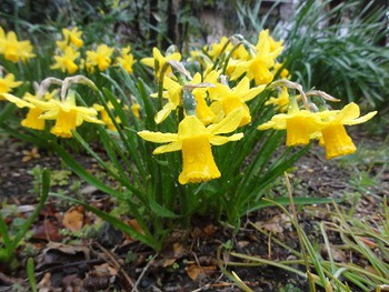 此処のお家は黄色が大好きでお庭は黄色に咲く花が多いです