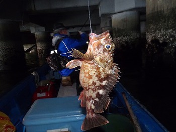 20分ほどしてから入れ食い状態