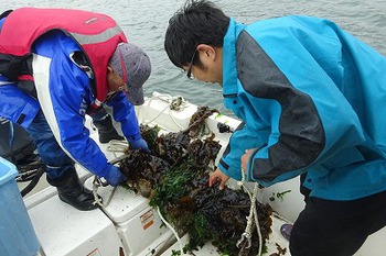 天然ワカメ生育も悪く不良