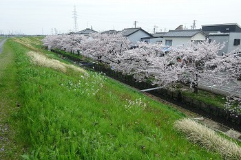 今シーズンのワカメとり終了