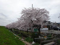 桜満開