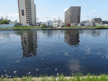 中川運河の死んだ魚