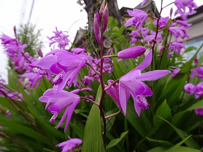 シラン(紫蘭)