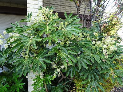 チェリー号船頭の花日記 ヤツデ やつで 八手