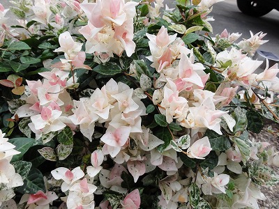 チェリー号船頭の花日記 ハツユキカズラ 初雪カズラ