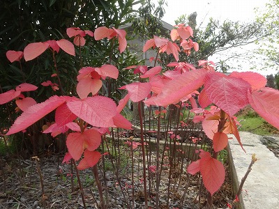 大葉紅槲（おおばべにがしわ）