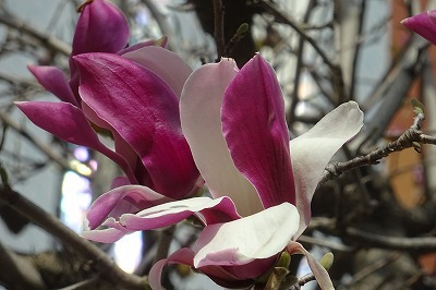 チェリー号船頭の花日記 シモクレン 紫木蓮