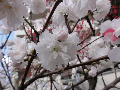 ハナモモ（花桃）