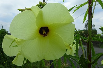 花オクラ,トロロアオイ（黄蜀葵）