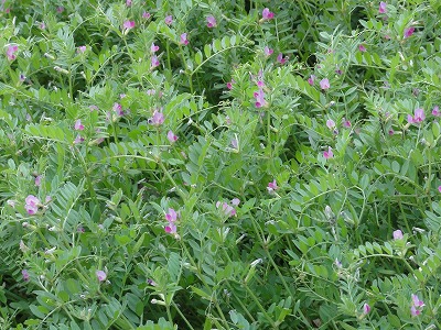 チェリー号船頭の花日記 カラスノエンドウ 烏野豌豆