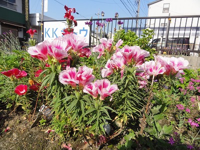 チェリー号船頭の花日記 ゴデチア 色待宵草