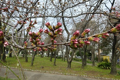 明日は開花宣言