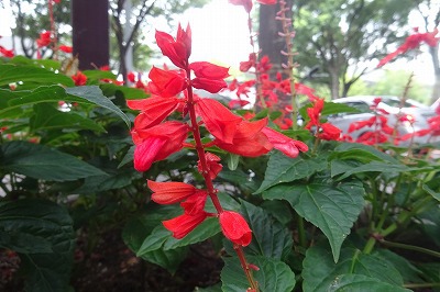 チェリー号船頭の花日記 サルビア