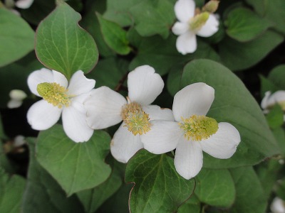 チェリー号船頭の花日記 ドクダミ どくだみ 毒痛み